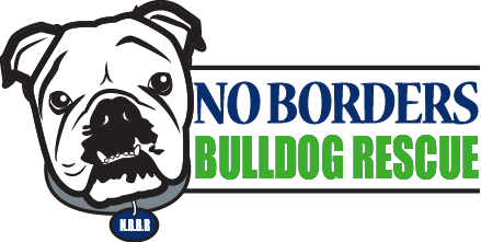 Bulldogs Available For Adoption
