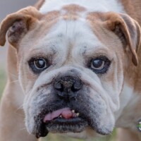 Name: Bubba<BR>
9/11/2016<BR>