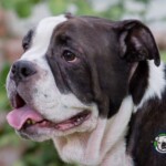 Name: Sami<BR>
Sex: Female <BR>
Age: 3 yrs. old <BR>
Weight: 55lbs. <BR>