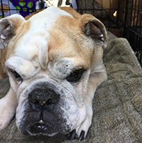 Watson<BR>
6/25/2017<BR>