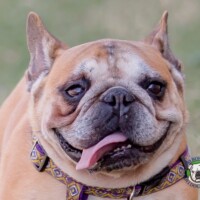 Spencer<BR>
Breed: French Bulldog<BR>
Sex: Male<BR>
Age: 6 yrs. old<BR>
Weight: 19 lbs.<BR>