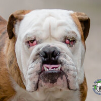 Name; Maxwell<BR>
Breed: English Bulldog<BR>
Sex: Male<BR>
Age: 10 months old<BR>
Weight: 50 lbs.<BR>