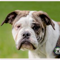 Pebbles<BR>
Breed: Olde English Bulldog<BR>
Sex: Female<BR>
Age: 6 months<BR>
Weight: 36 lbs. <BR>