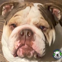 Roscoe<BR>
Breed: Olde English Bulldog<BR>
Sex: Male<BR>
Age: 2.5 yrs. old<BR>
Weight: 71 lbs.<BR>