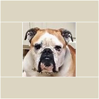 Crash<BR>
Breed: English Bulldog<BR>
Sex: Male<BR>
Age: 7 yr. old<BR>
Weight: 60 lbs. <BR>