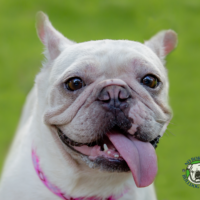 Name: Hope<BR>
Breed: French Bulldog<BR>
Sex: Female<BR>
Age: 5 years old<BR>
Weight: 20 lbs.<BR>