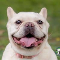 Name: Delilah<BR>
Breed: French Bulldog<BR>
Sex: Female<BR>
Age: 8 years old<BR>
Weight: 27 lbs.<BR>