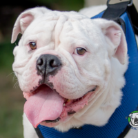 Name: Nikkos<BR>
Breed: Olde English Bulldog<BR>
Sex: Male<BR>
Age:: 3 years old<BR>
Weight: 50 lbs. <BR>