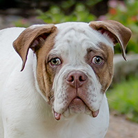 Name: Simon<BR>
Breed: Olde English Bulldog<BR>
Sex: Male<BR>
Age: 3.5 months old<BR>
Weight: 32 bs,<BR>