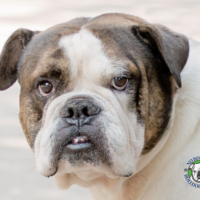 Name: Emmitt<BR>
Breed: English Bulldog<BR>
Sex: Male<BR>
Age: 4 years old<BR>
Weight: 65 lbs.<BR>
