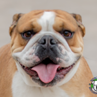 Name; Phoebe<BR>
Breed: English Bulldog<BR>
Sex: Female<BR>
Age: 15 months<BR>
Weight: 48 lbs. <BR>