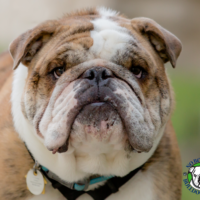Name: Chubby<BR>
Breed: English<BR>
Sex: Male<BR>
Age: 2.5 yrs. old<BR>
Weight: 56.5 lbs.<BR>