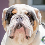 Name: Calvin<BR>
Breed: English Bulldog<BR>
Sex: Male<BR>
Age: 1.5 years old<BR>
Weight: 63 lbs.<BR>