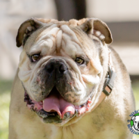 Name: Baxter<BR>
Breed: Olde English Bulldog<BR>
Sex: Male<BR>
Age: 6 yrs. old<BR>
Weight: 70 lbs.<BR>