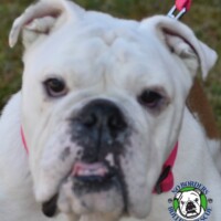 Name: Abby<BR>
Breed: English Bulldog<BR>
Age: 4 yrs. old<BR>
Sex: Female<BR>
Weight: 40 lbs.<BR>