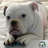 Cooper<BR>
4/13/2020<BR>