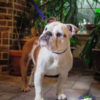 Enzo (now Gorgio)<BR>
6/13/2020<BR>