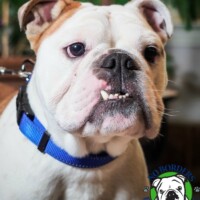 Diesel<BR>
Breed: English Bulldog<BR>
Age: 3 yrs. old<BR>
Sex: Male<BR>
Weight: 39 lbs.<BR>