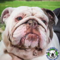 Spike<BR>
Breed: English Bulldog<BR>
Sex: Male<BR>
Age: 10 months old <BR>
Weight: 43 lbs.<BR>