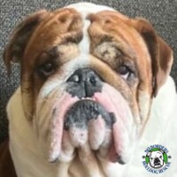 Oscar<BR>
Breed: English Bulldog<BR>
Sex: Male<BR>
Age: 2.5 yrs. old<BR>
Weight: 56 lbs.<BR>