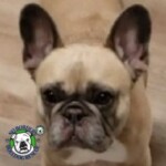 Name: Tonks<BR>
Breed: French Bulldog<BR>
Sex: Female<BR>
Age: 6 yrs. old<BR>
Weight: 21 lbs.<BR>