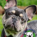 Name: Finn<BR>
Breed: French Bulldog<BR>
Sex: Male<BR>
Age: 1.5 ys. old<BR>
Weight 36 lbs.<BR>