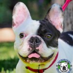 Name: Nelson<BR>
Breed: French Bulldog<BR>
Sex: Male<BR>
Age: 1 ys. old<BR>
Weight: 28 lbs.<BR>