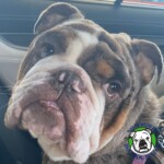 Name: Choji<BR>
Breed: English Bulldog<BR>
Sex: Male<BR>
Age: 2 yrs. old<BR>
Weight: 45 lbs.<BR>
