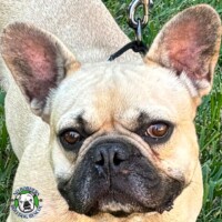 Name: Apollo<BR>
Breed: French Bulldog<BR>
Sex: Male<BR>
Age: 3 yrs. old<BR>
Weight 30 lbs.<BR>