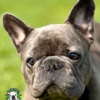 Mason<BR>
Breed: French Bulldog<BR>
Sex: Male<BR>
Age: 2 yrs. old<BR>
Weight: 30 lbs.<BR>