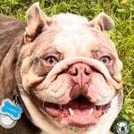 Cooper<BR>
Breed: English Bulldog<BR>
Sex: Male<BR>
Age: 2 yrs. old<BR>
Weight: 55 lbs.<BR>