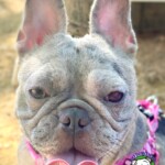 Molly<BR>
Breed: French Bulldog<BR>
Sex: Female<BR>
Age: 2 yrs. old<BR>
Weight: 15 lbs.<BR>
