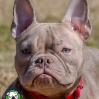 Name: Groot<BR>
Breed: Micro-Bully<BR>
Sex: Male<BR>
Age: 1.5 yrs old<BR>
Weight: 23 lbs.<BR>