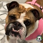 Name: Priscilla<BR>
Breed: English Bulldog<BR>
Sex: Female<BR>
Age: 2 yrs old<BR>
Weight: 32 lbs.<BR>