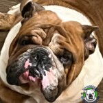 Bowie<BR>
Breed: English Bulldog<BR>
Sex: Male<BR>
Age: 5 yrs. old<BR>
Weight: 65 lbs.<BR>