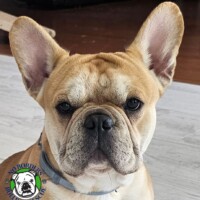 Bentley<BR>
Breed: French Bulldog<BR>
Sex: Male<BR>
Age: 16 months. old<BR>
Weight: 32 lbs.<BR>