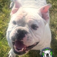 Name: Cookie<BR>
Breed: English Bulldog<BR>
Sex: Female<BR>
Age: 6 yrs. old<BR>
Weight: 64 lbs.<BR>