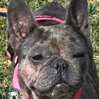 Name: Gabriela<BR>
Breed: French Bulldog<BR>
Sex: Female<BR>
Age: 3 yrs. old<BR>
Weight: 17 lbs.<BR>