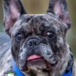 Name: Walter<BR>
Breed: French Bulldog<BR>
Sex: Male<BR>
Age: 4 yrs. old<BR>
Weight: 32 lbs.<BR>