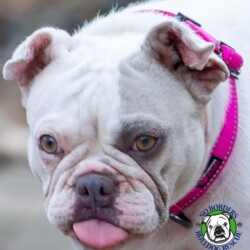 Name: Willow<BR>
Breed: French Bulldog<BR>
Sex: Female<BR>
Age: 4 yrs. old<BR>
Weight: 28 lbs.<BR>