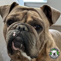 Name: Lincoln<BR>
Breed: Olde English Bulldog<BR>
Sex: Male<BR>
Age: 3 yrs. old <BR>
Weight: 65 lbs. <BR>