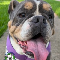 Name: Littles<BR>
Breed: English Bulldog<BR>
Sex: Female<BR>
Age: 5 yrs. old<BR>
Weight: 50 lbs.<BR>