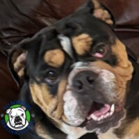 Name: Nelly<BR>
Breed: English Bulldog<BR>
Sex: Female<BR>
Age: 1.5 yrs. old<BR>
Weight: 50 lbs.<BR>