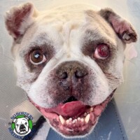 Name: Tito<BR>
Breed: Frenglish Bulldog<BR>
Sex: Male<BR>
Age: 7 yrs. old<BR>
Weight: 45 lbs.<BR>